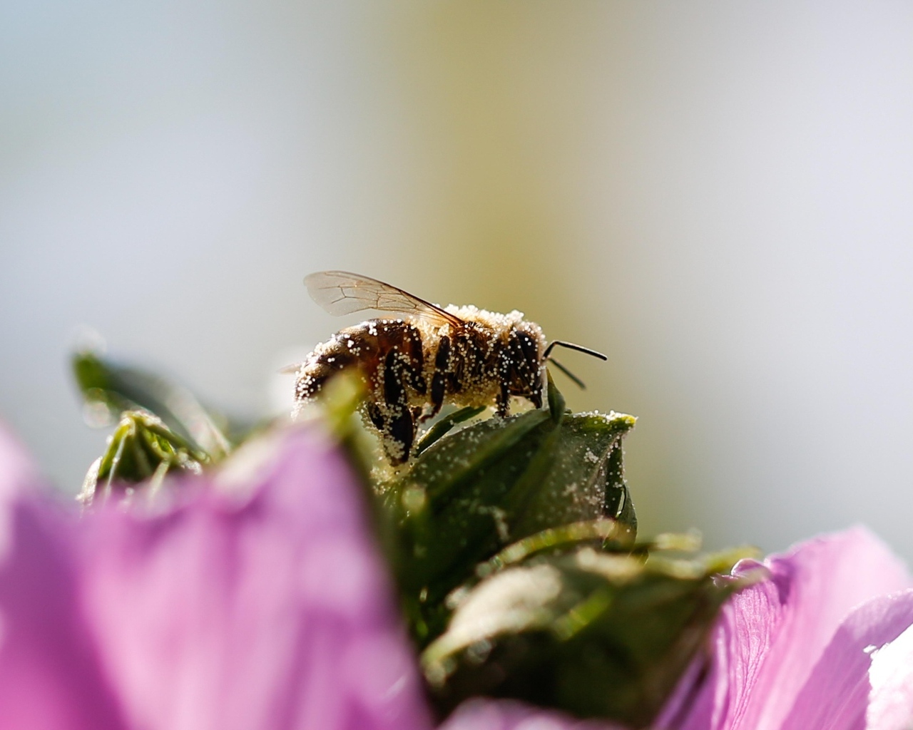 Маленькая пчела  в пыльце на цветке