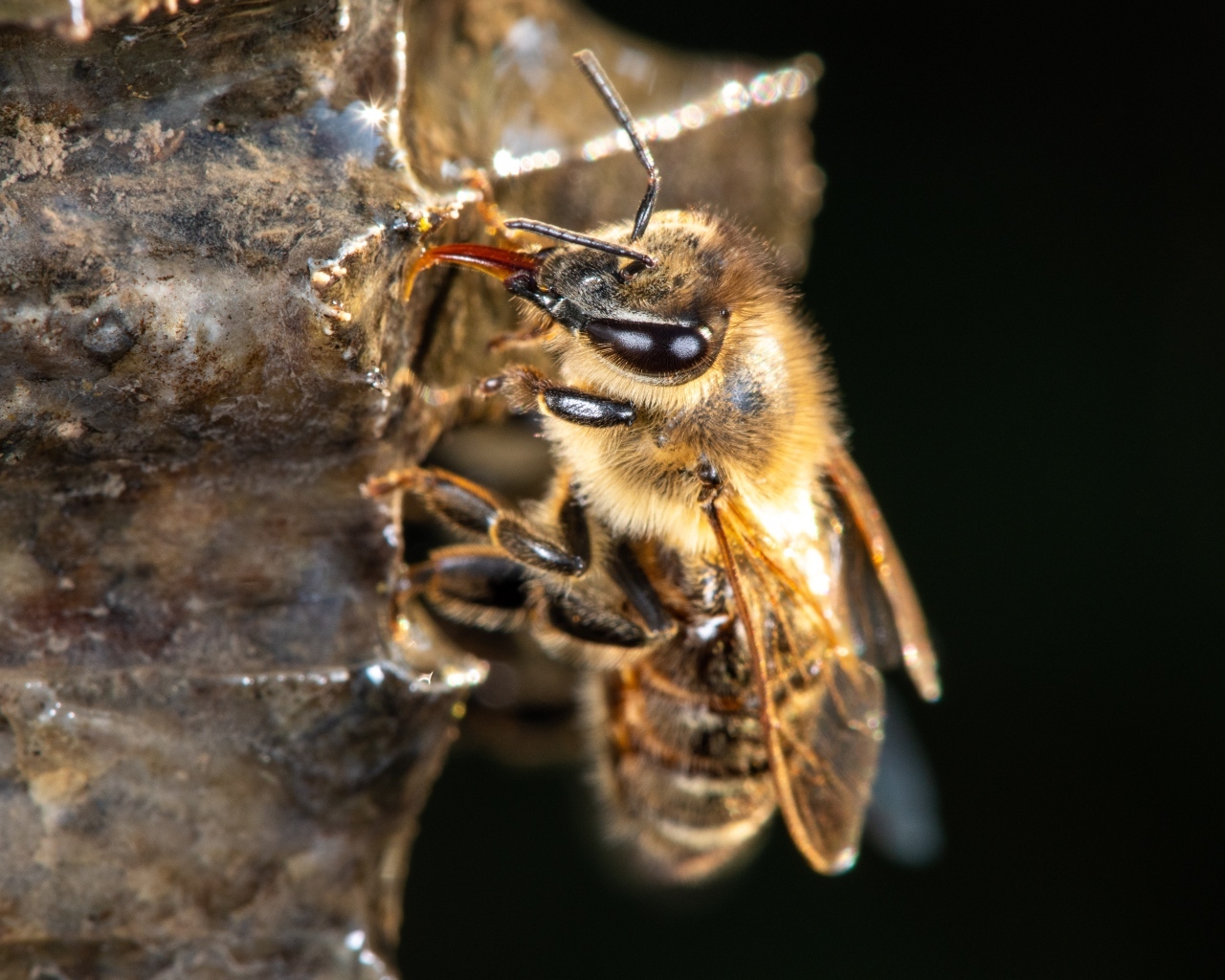 Маленькая пчела на черном фоне