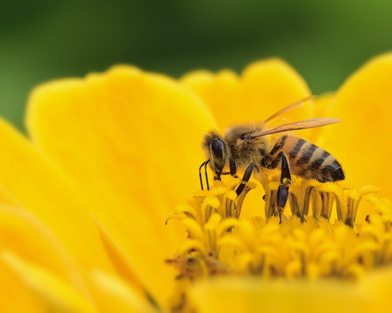Маленькая пчела на желтом цветке циннии 