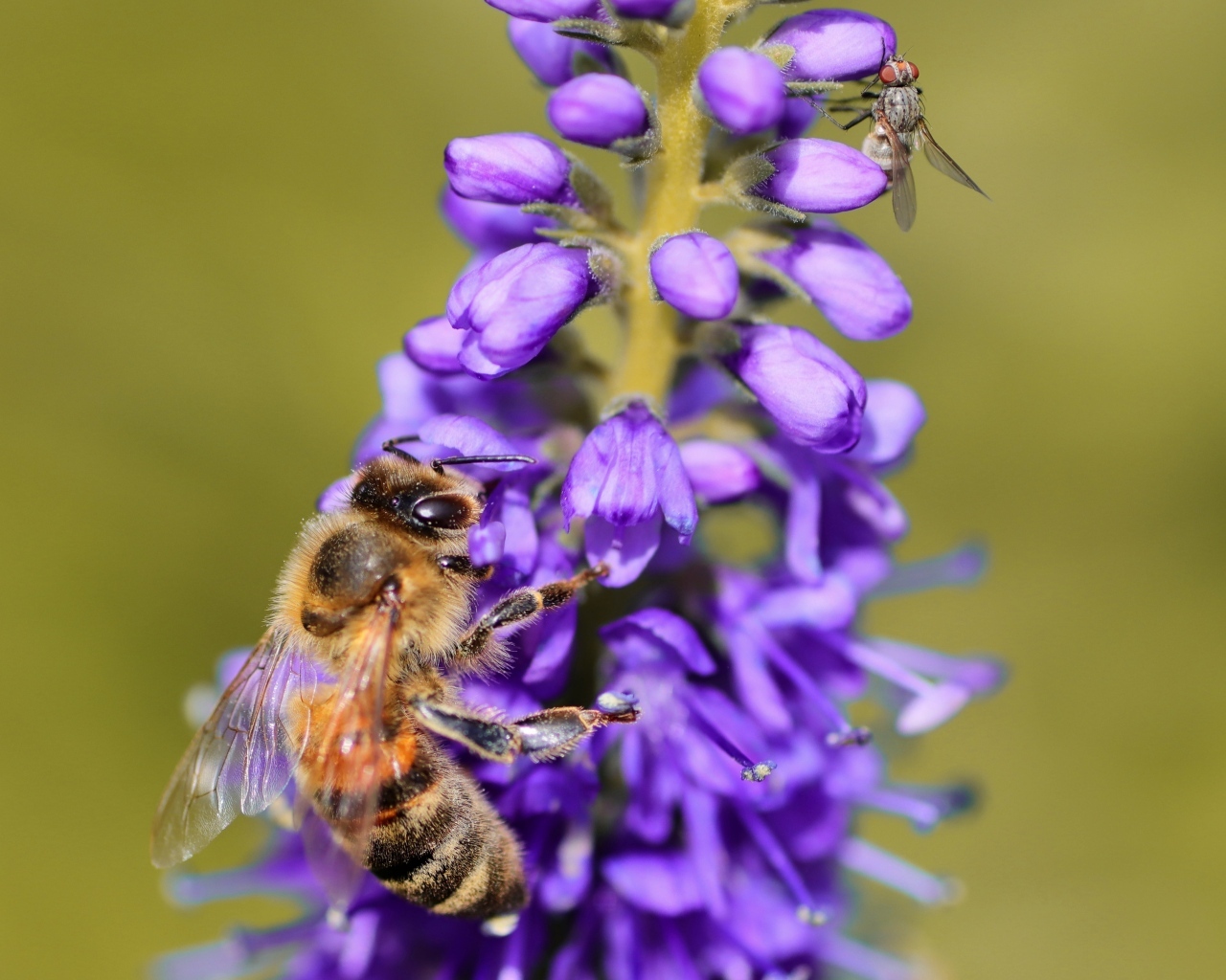 Маленькая пчела сидит на фиолетовом цветке