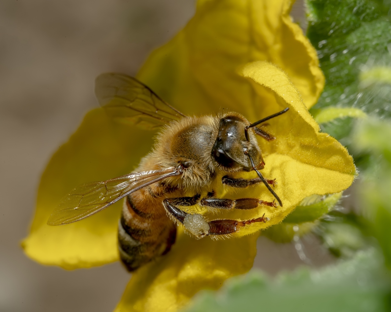 Маленькая пчела сидит на желтом цветке