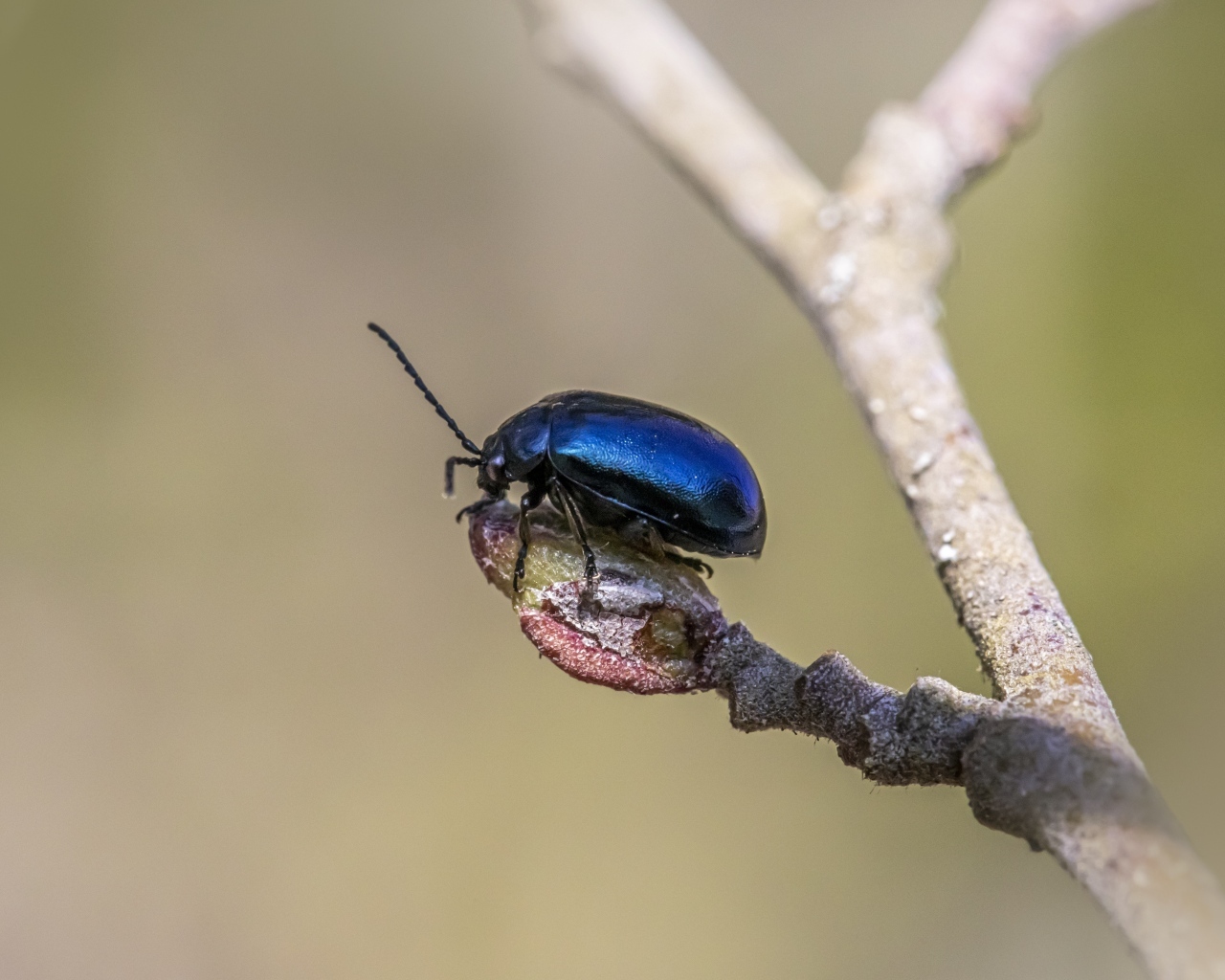 Маленький синий жук сидит на ветке дерева