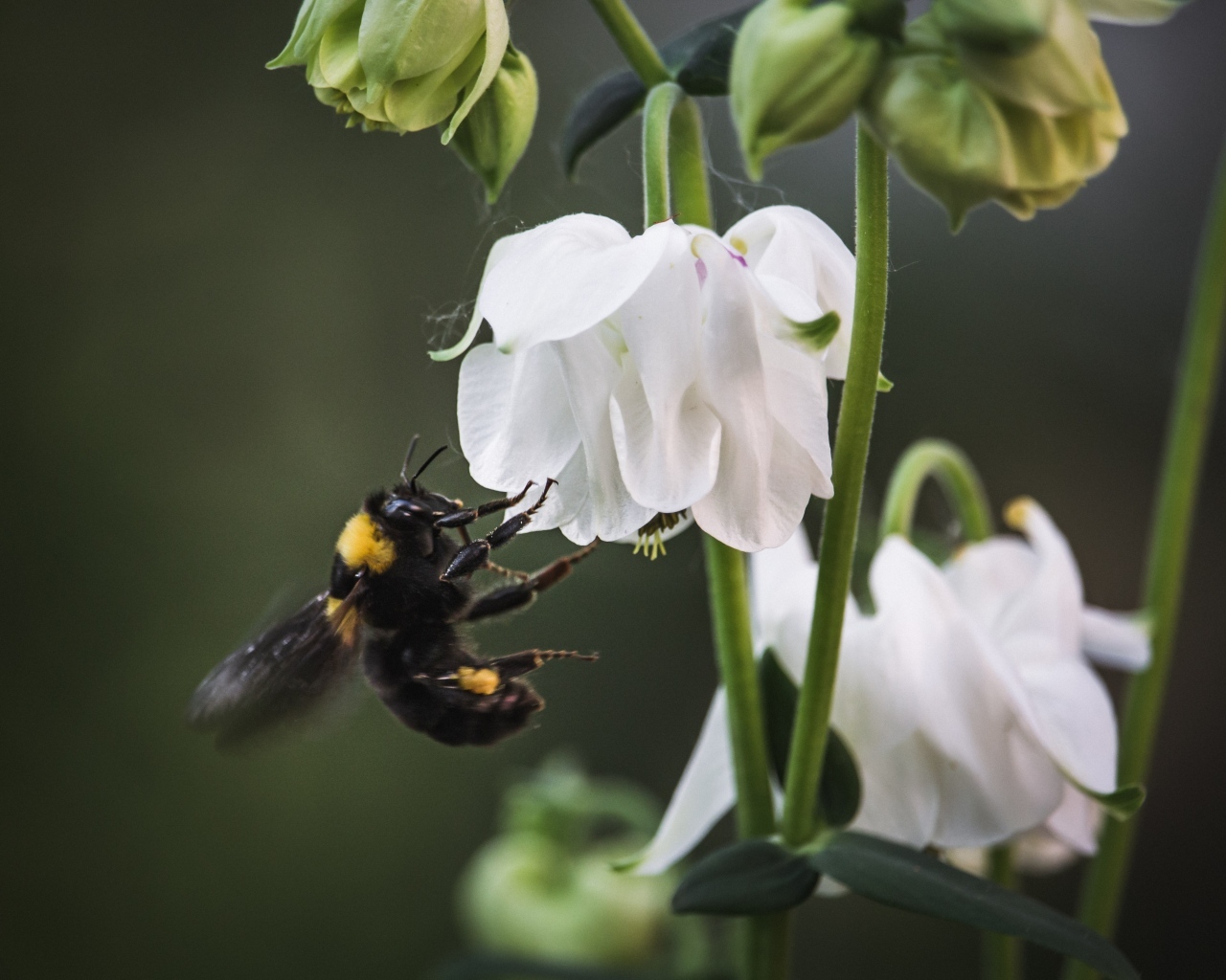 Маленький шмель у белых цветов