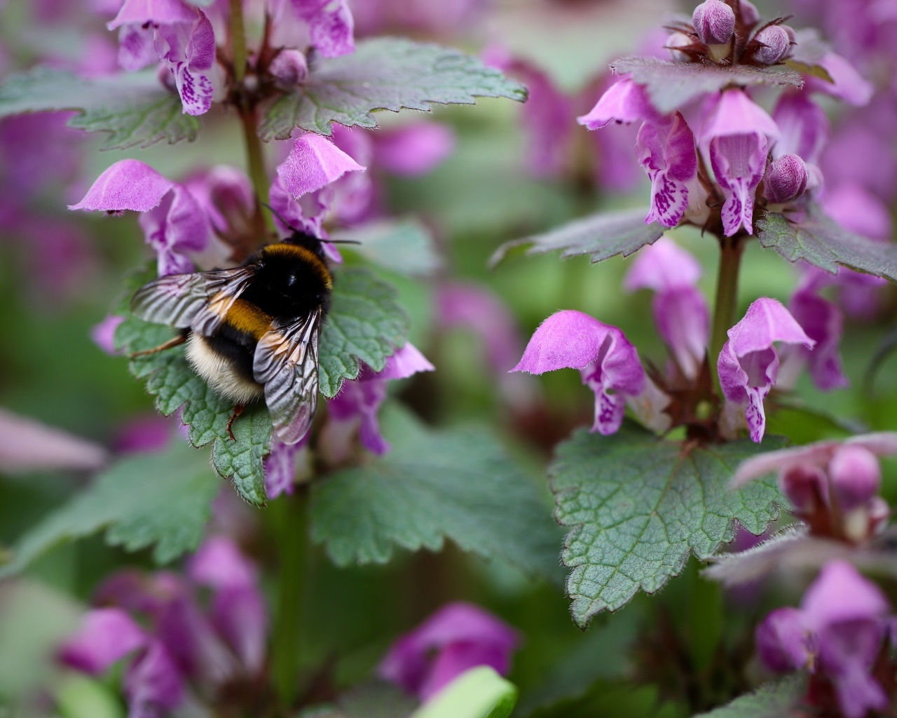 Маленький шмель на розовых цветах крапивы