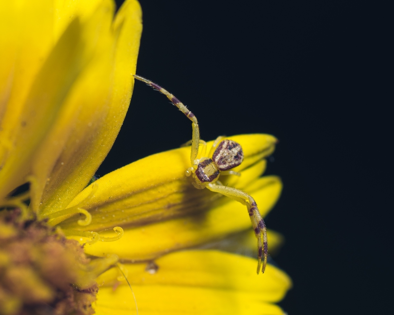 Маленький крабовый паук на желтом цветке 