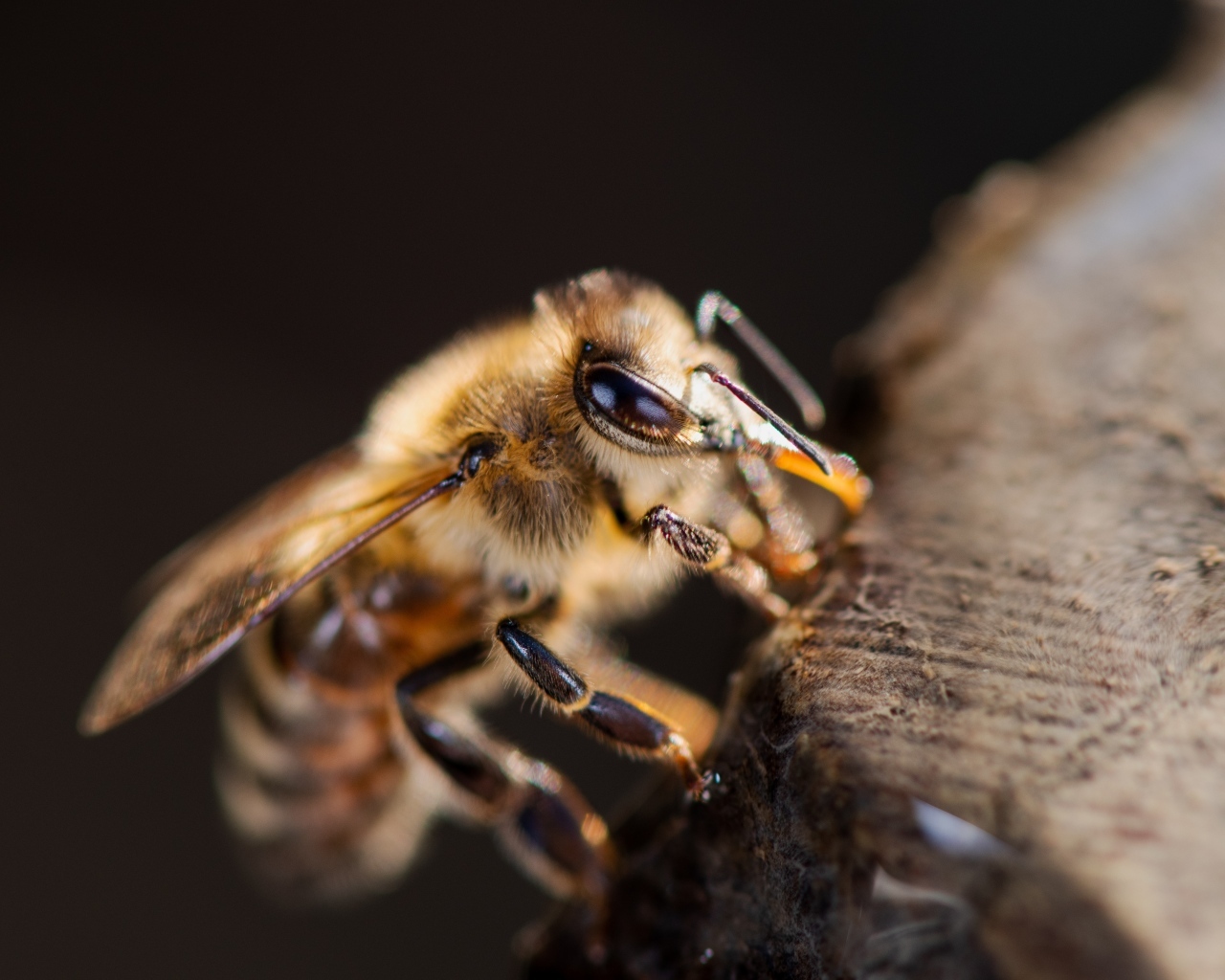 Маленькая медоносная пчела крупным планом
