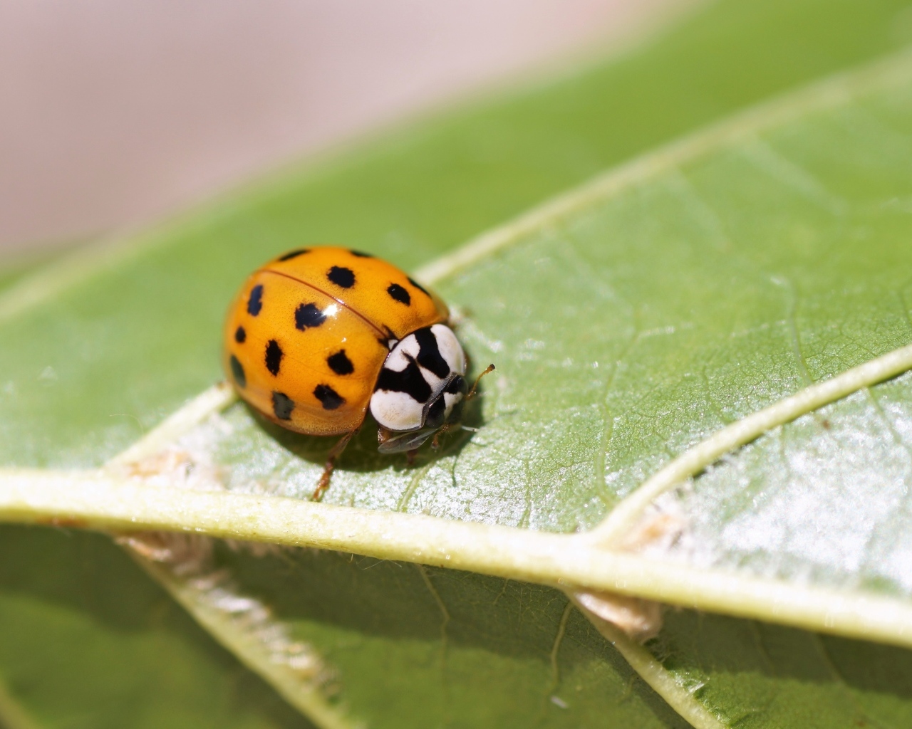Маленькая божья коровка на зеленом листе