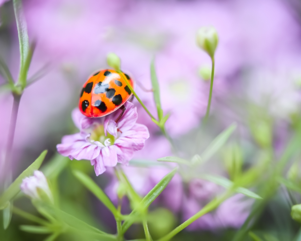 Маленькая божья коровка на розовом цветке