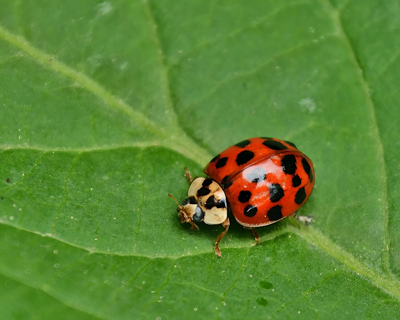 Маленькая красная божья коровка на зеленом листе