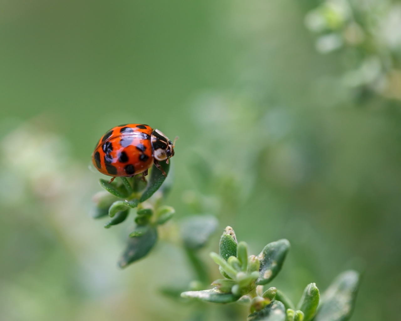 Маленькая красная божья коровка на растении