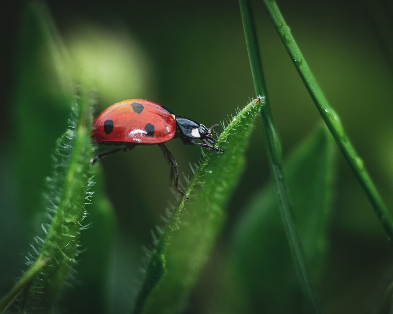 Маленькая красная божья коровка сидит на траве