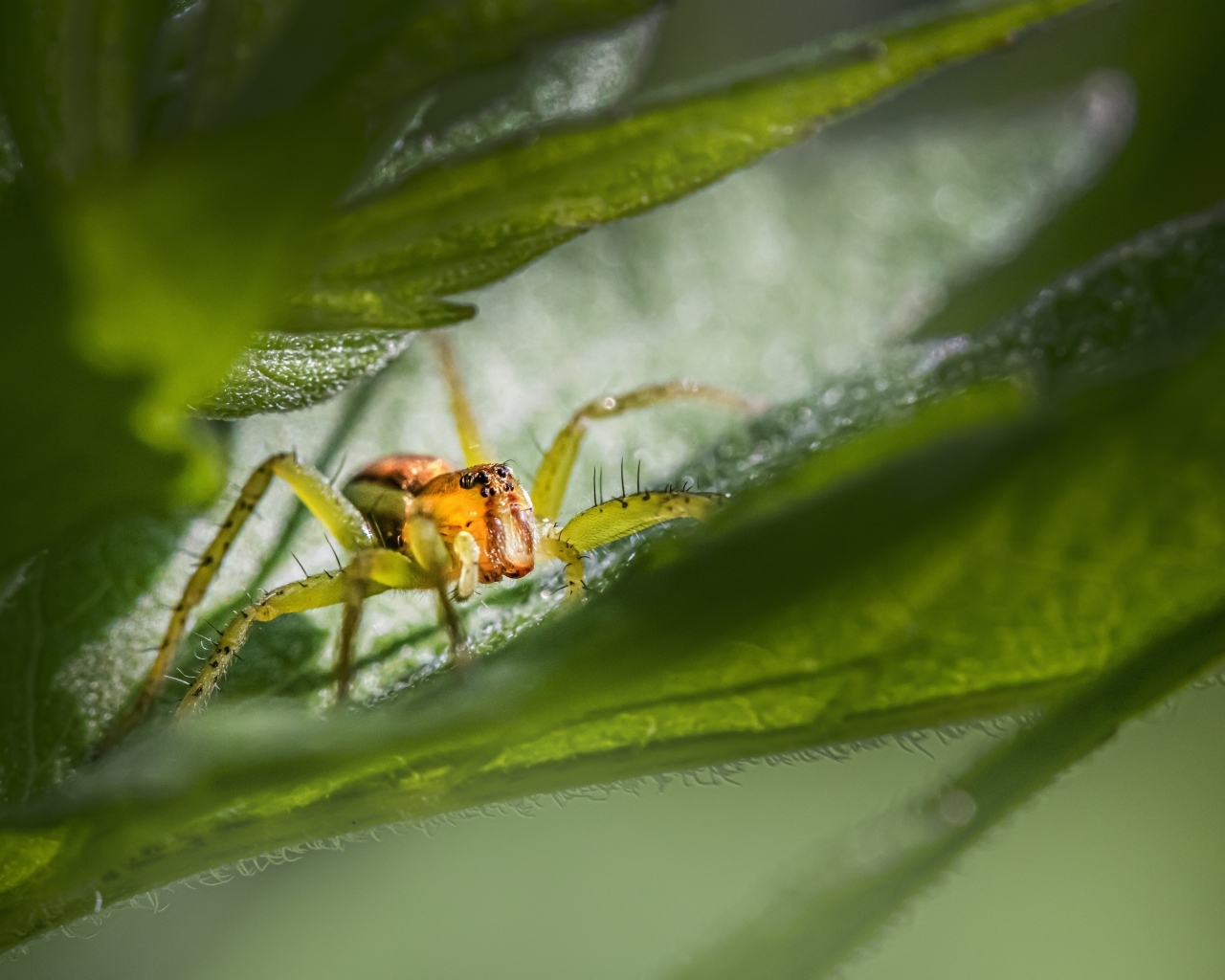 Маленький паук прячется в зеленых листьях