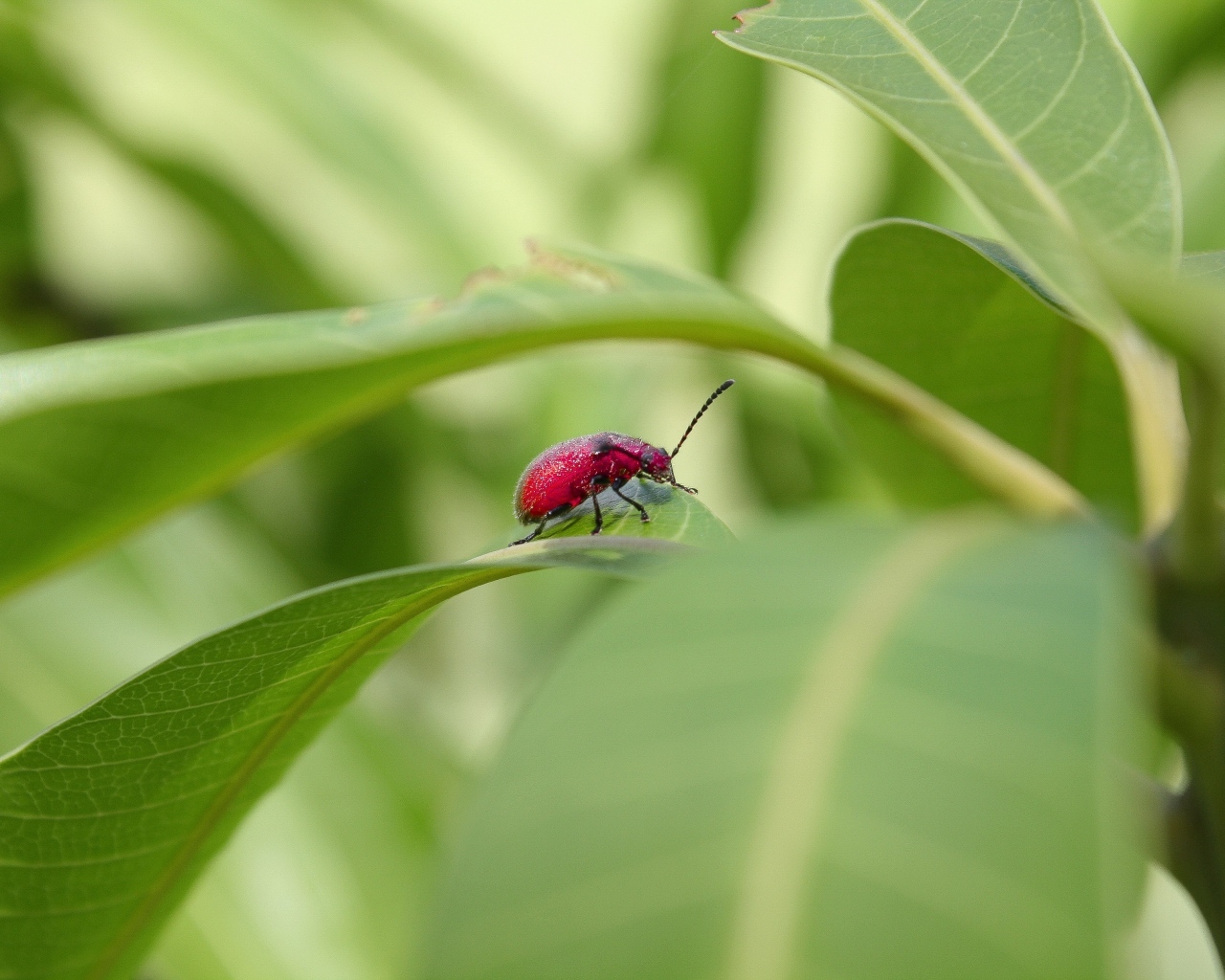 Красный жук сидит в зеленых листьях