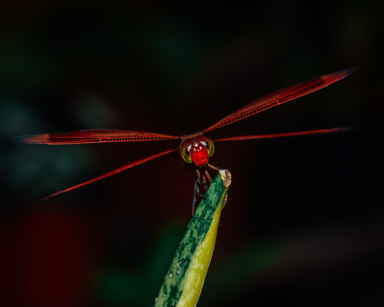 Красная стрекоза сидит на траве