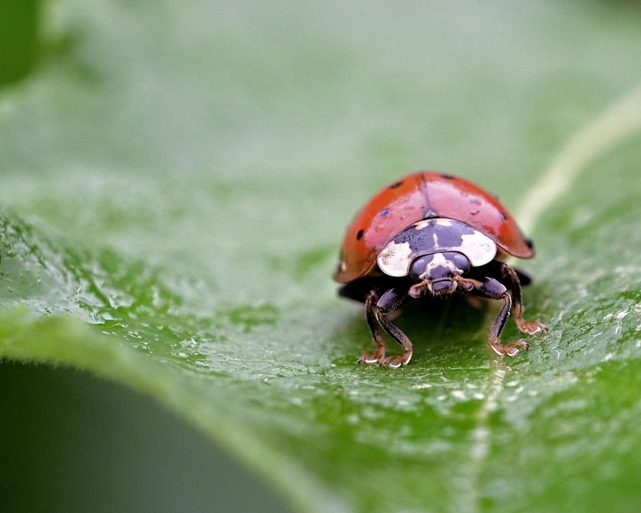 Красная божья коровка на зеленом листе