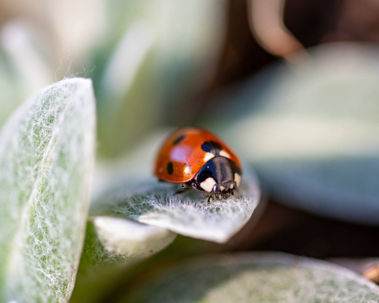 Красная божья коровка сидит на зеленом листке