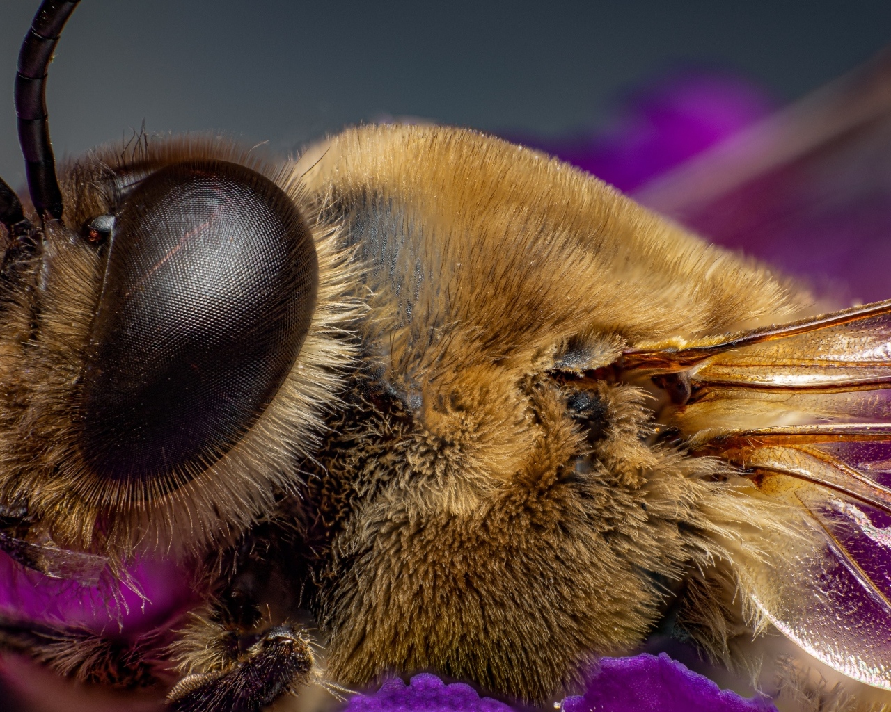 Лохматая пчела на цветке крупным планом