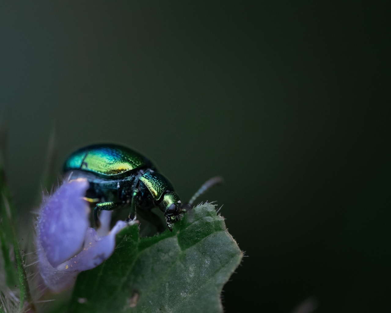 Блестящий зеленый жук сидит на листе