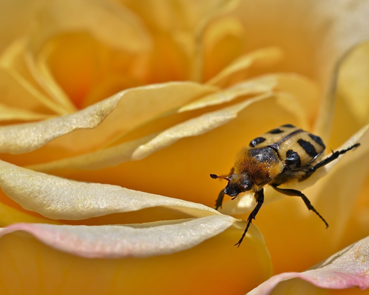 Маленький жук на цветке розы