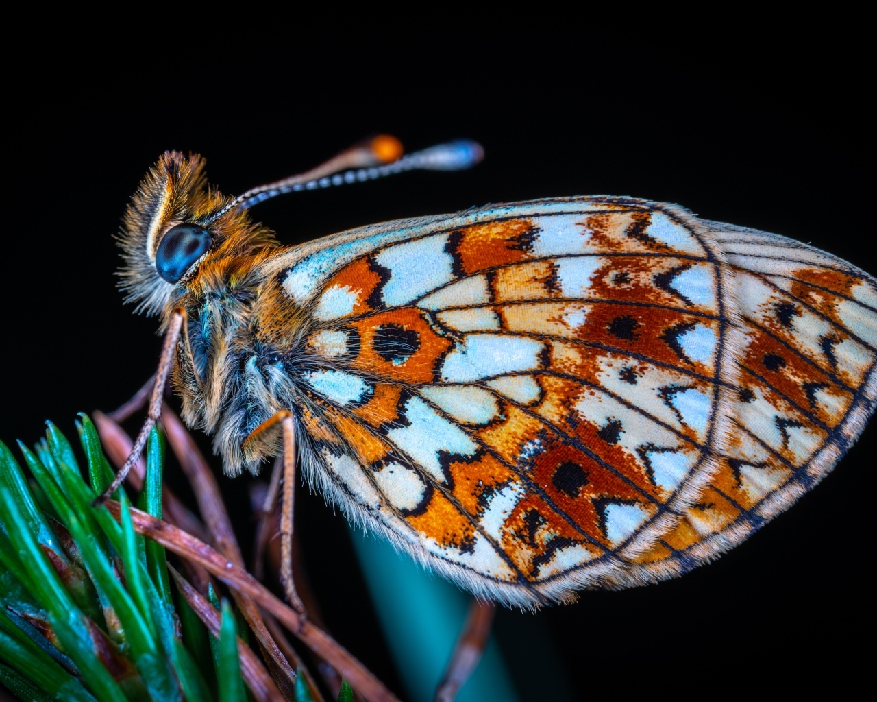 Маленькая коричневая бабочка на черном фоне