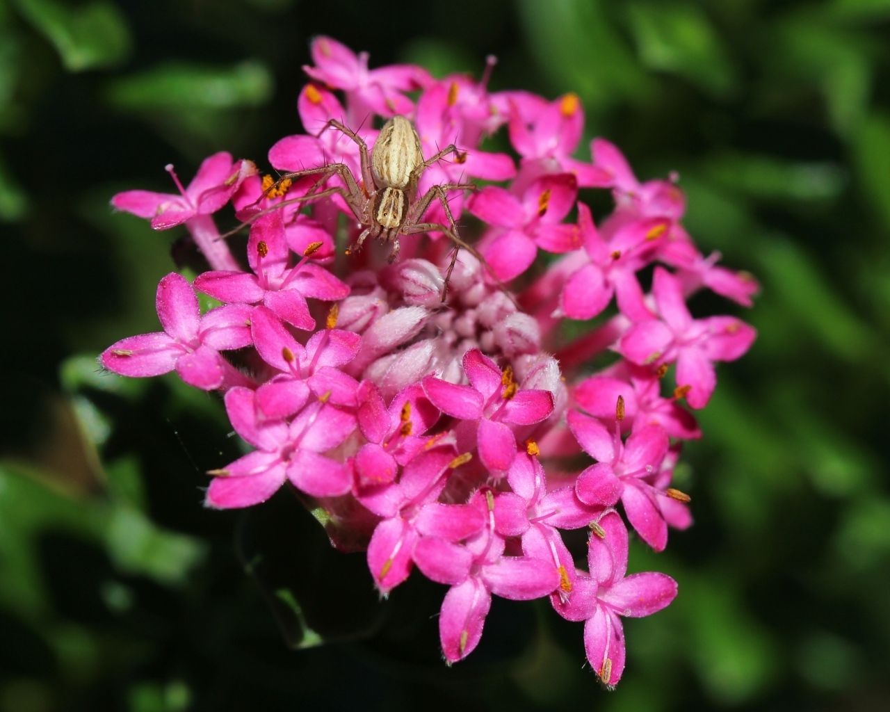 Маленький крабовый паук на розовом цветке