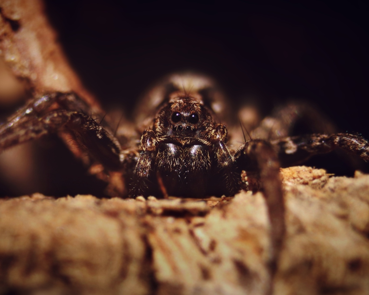 Паук крупным планом на черном фоне