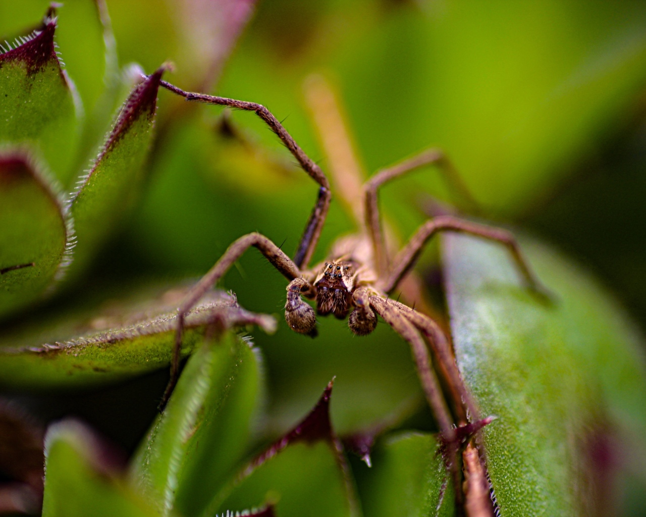 Паук прячется в зеленых листьях