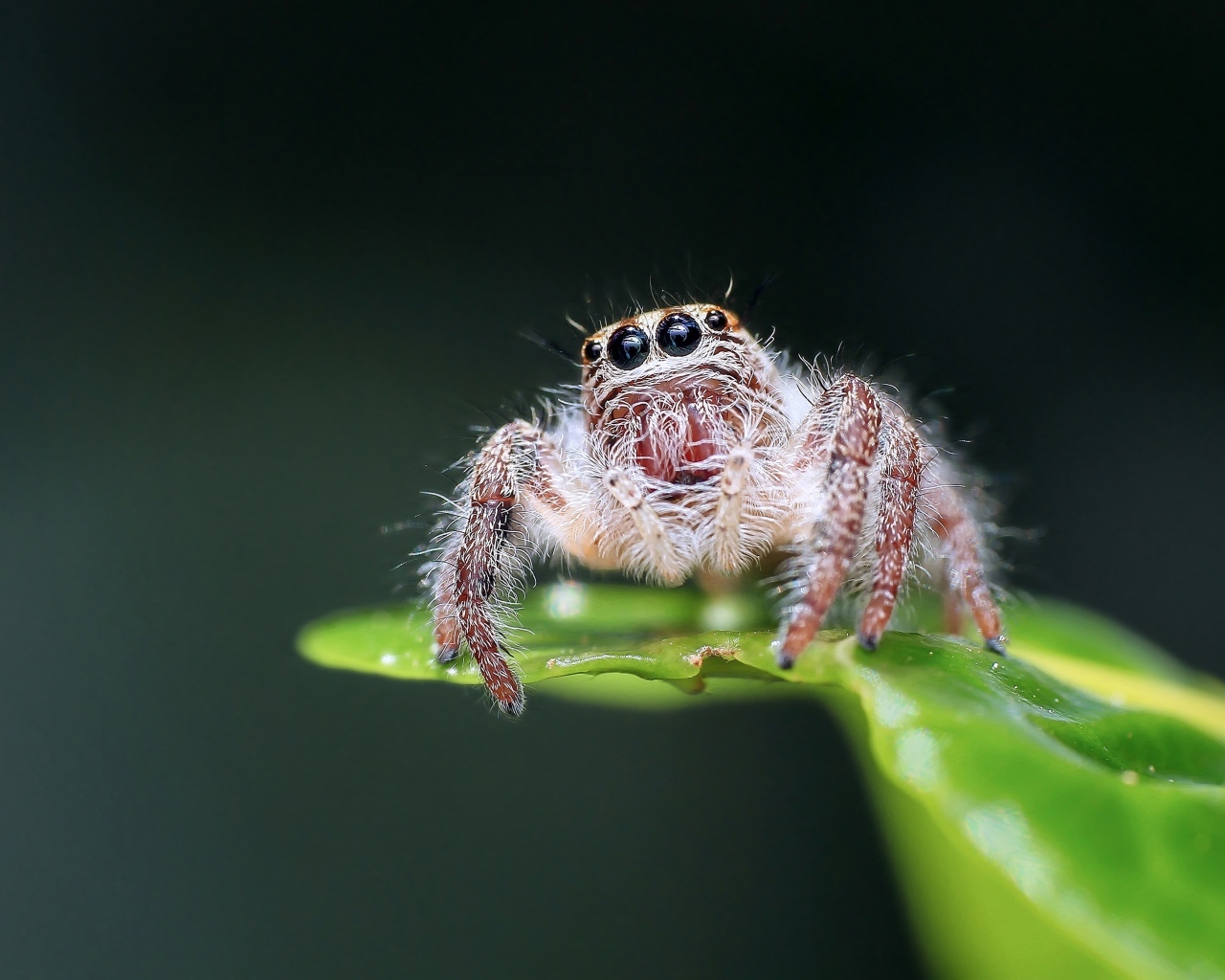 Паук на зеленом листе крупным планом