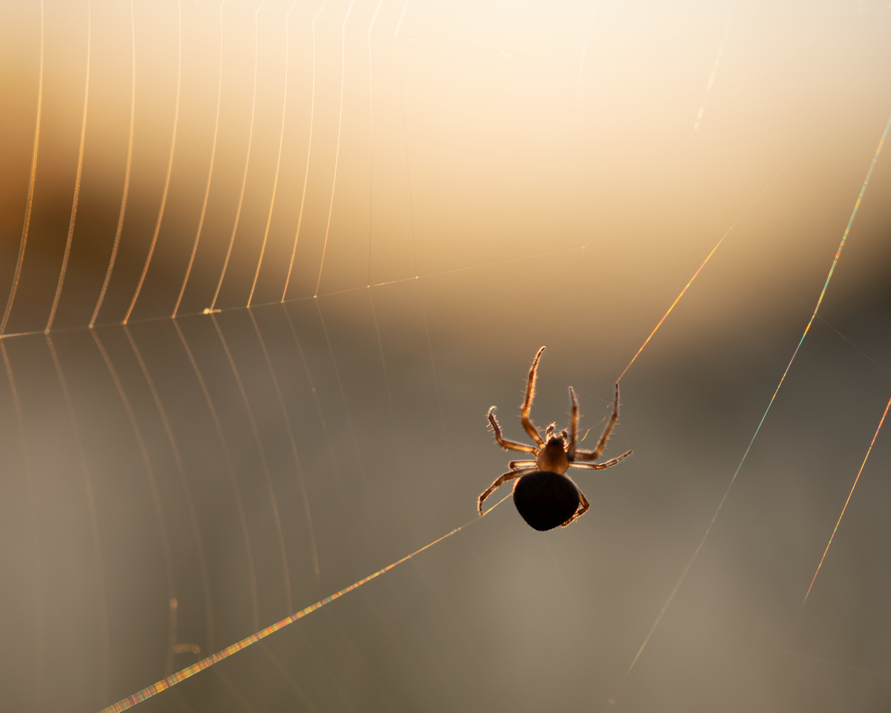 Паук на паутине в лучах солнца