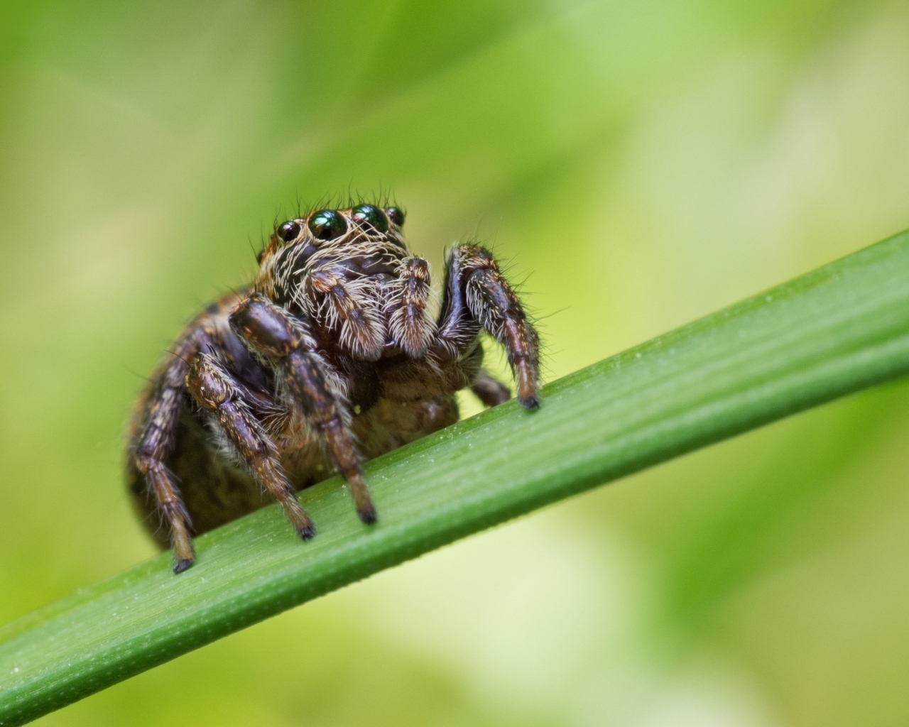 Паук с большими глазами на зеленом листке
