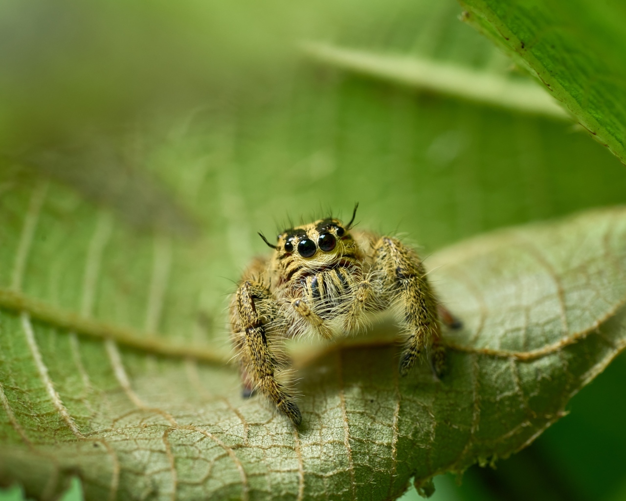 Паук с черными глазами сидит на листе