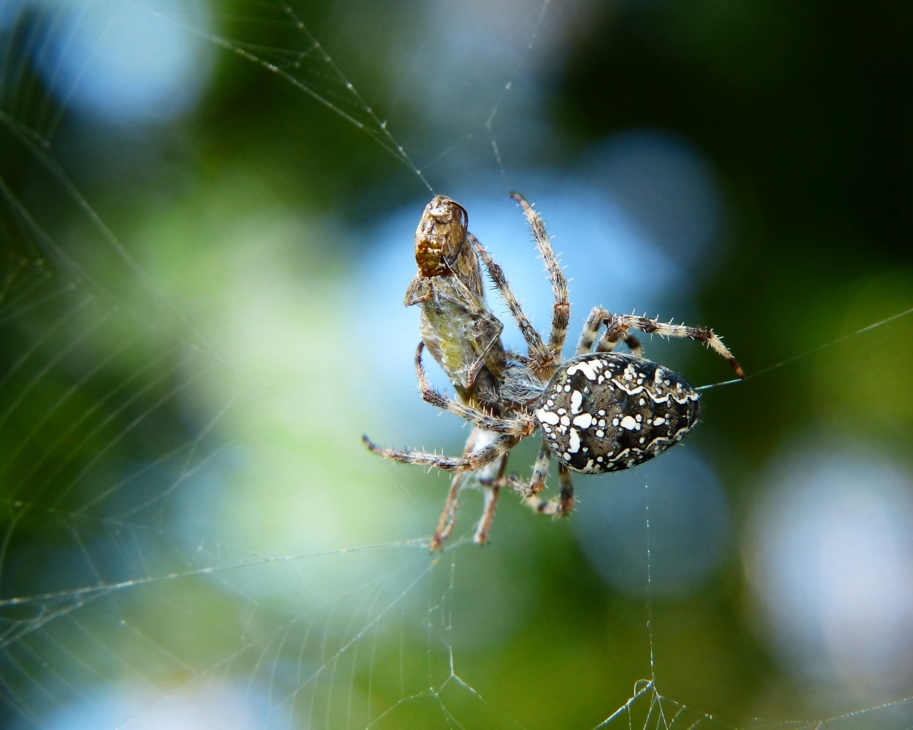 Паук с добычей в паутине