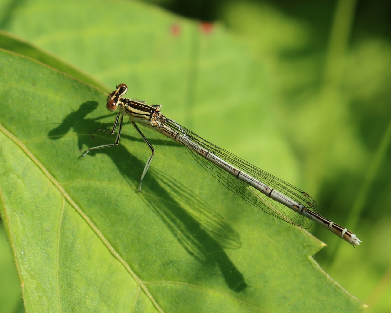 Прозрачная стрекоза на зеленом листе
