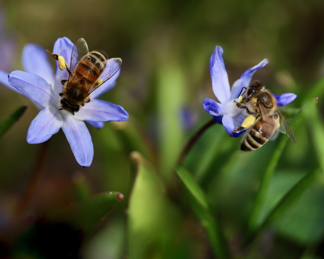 Две пчелы сидят на голубых цветках пролеска