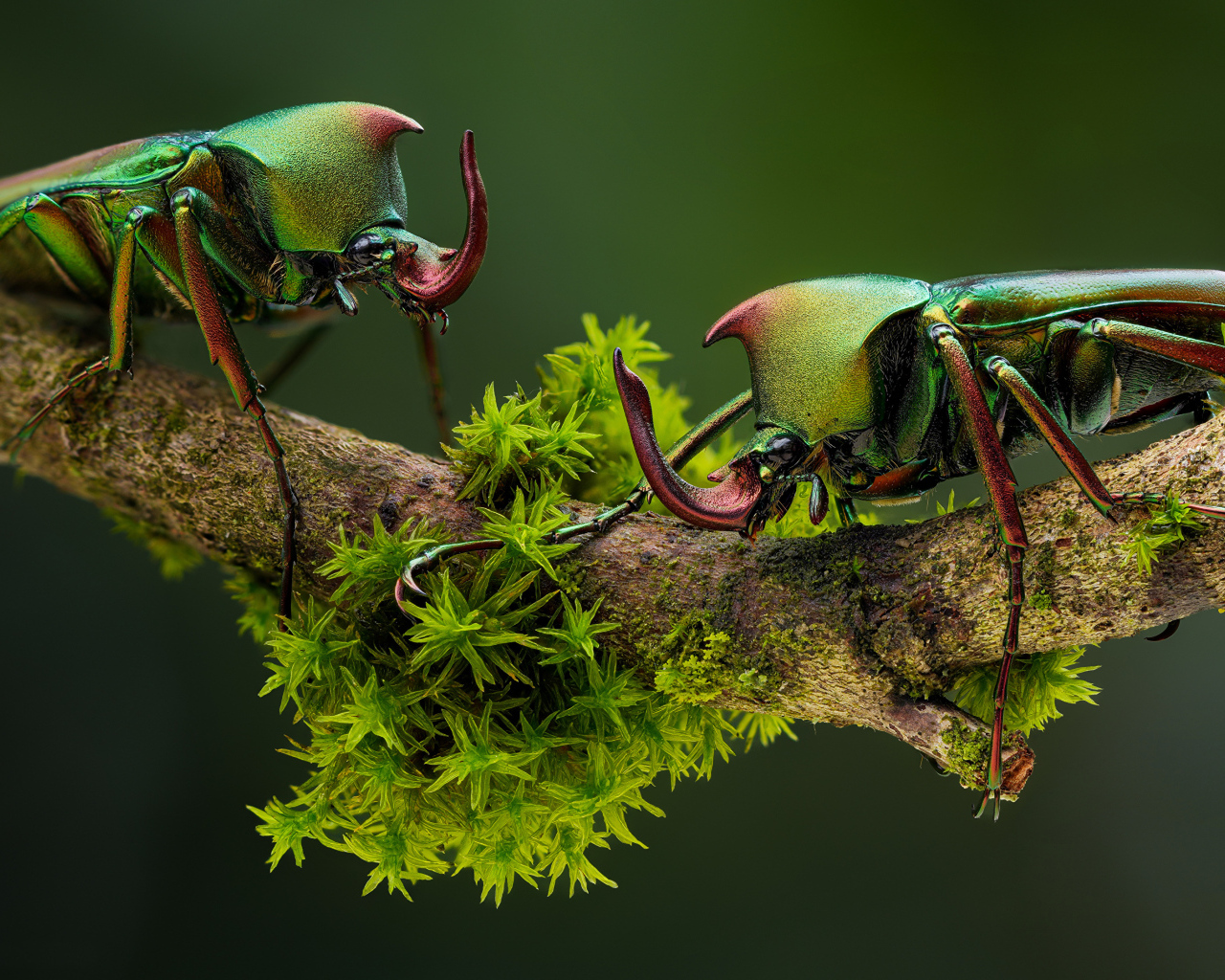 Два жука бронзовки на ветке