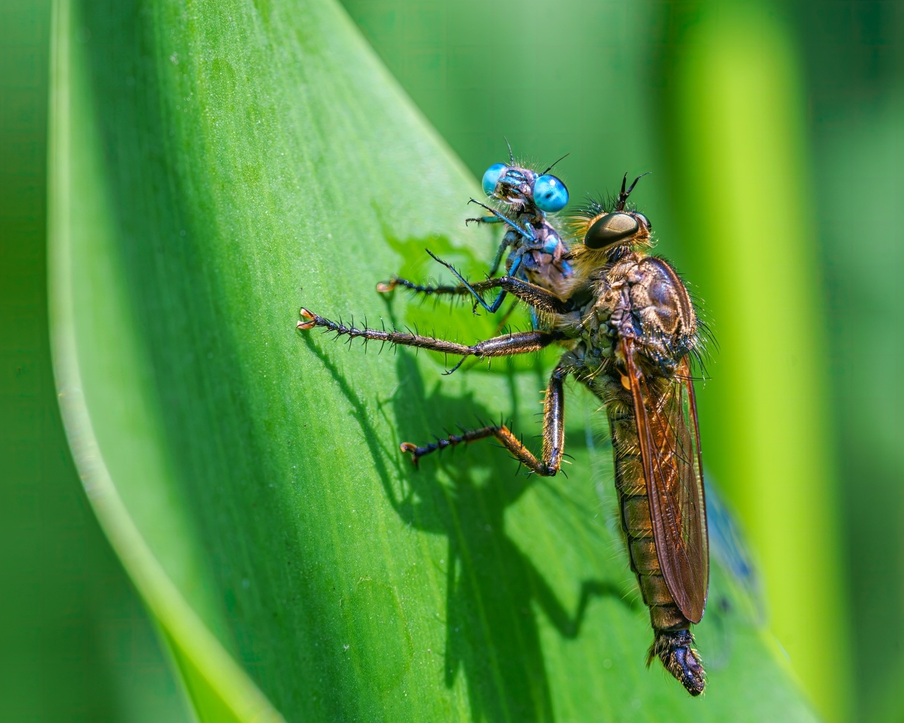 Две стрекозы на зеленом листе
