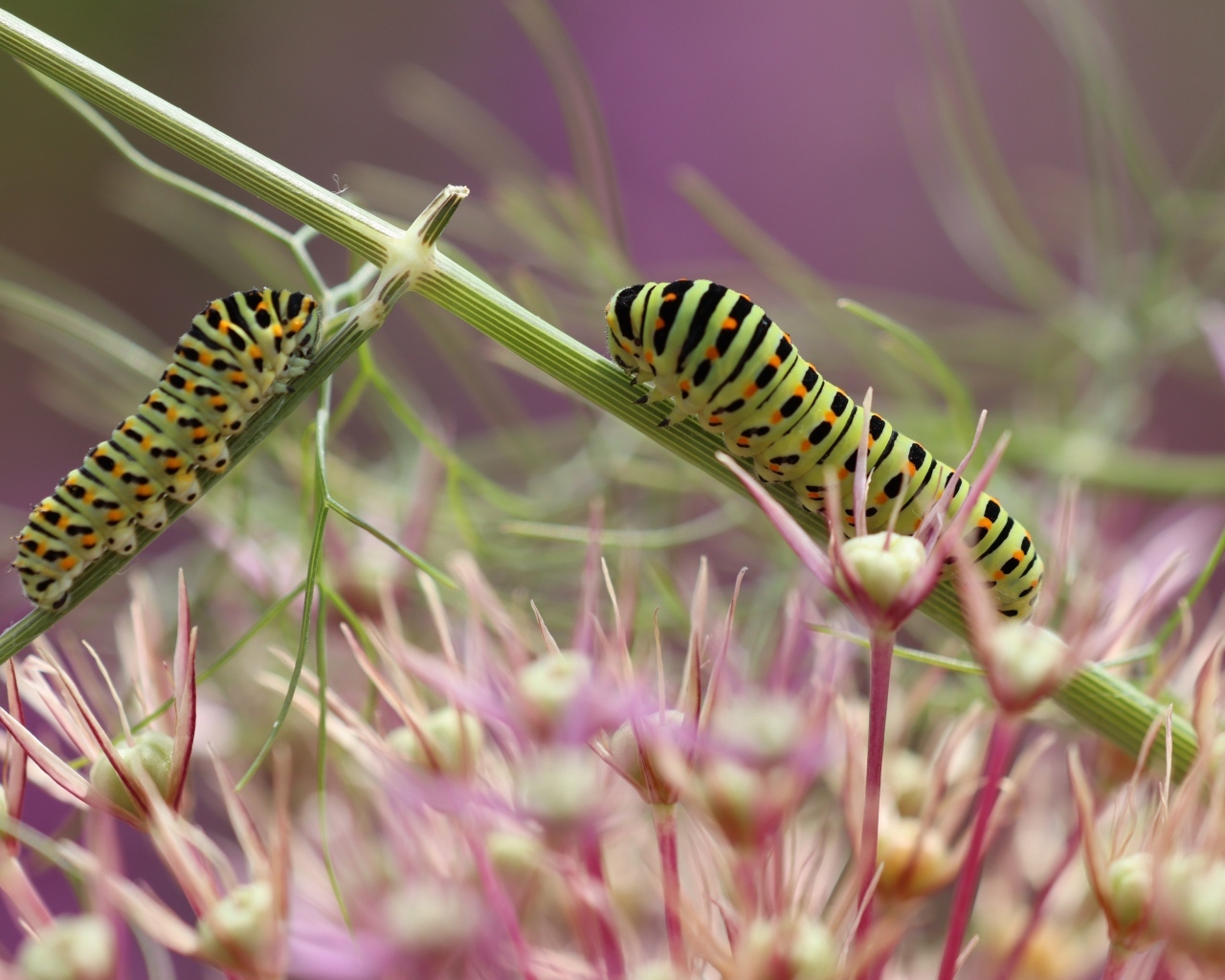 Две зеленые гусеницы на цветке