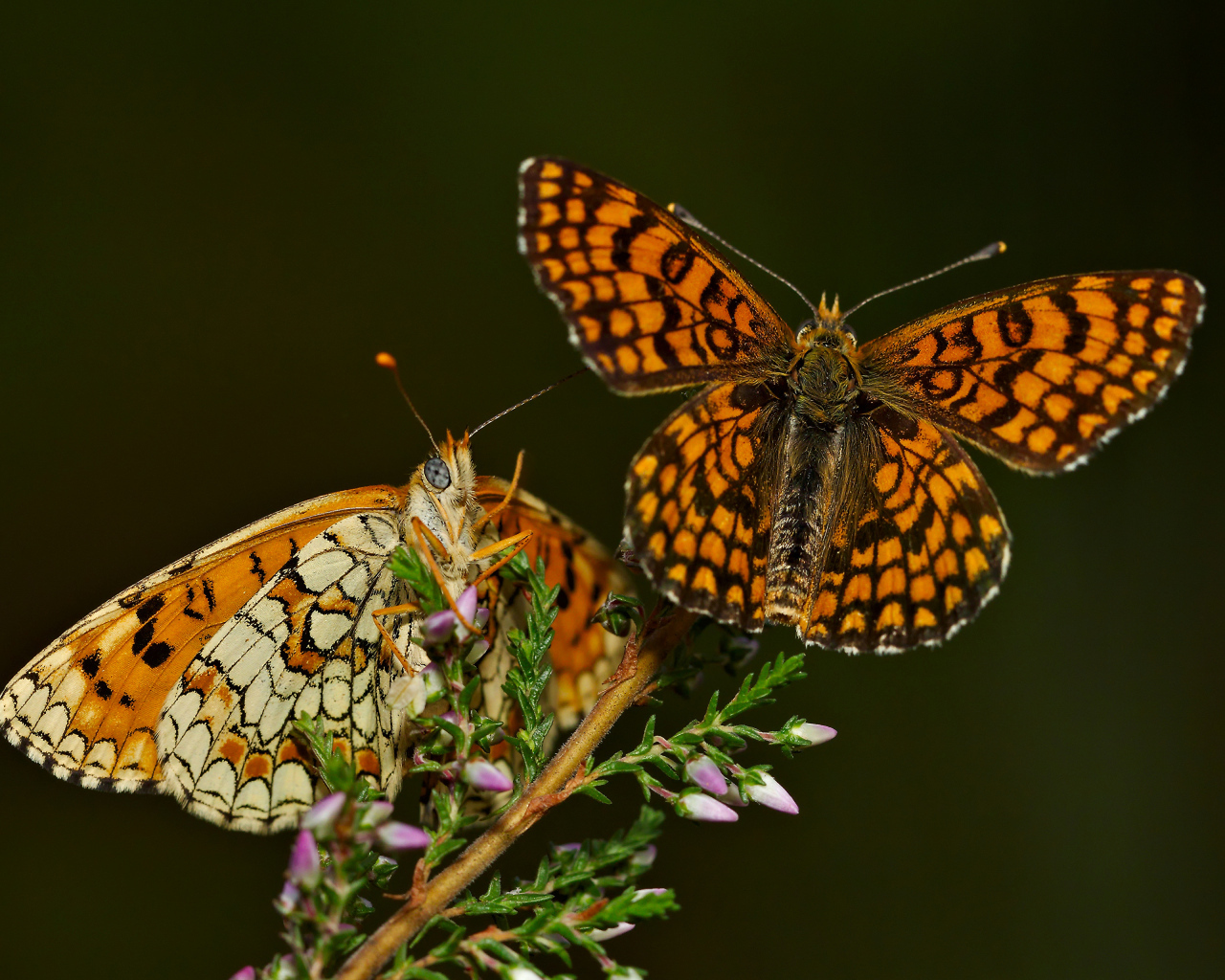 Две крупные бабочки на цветке