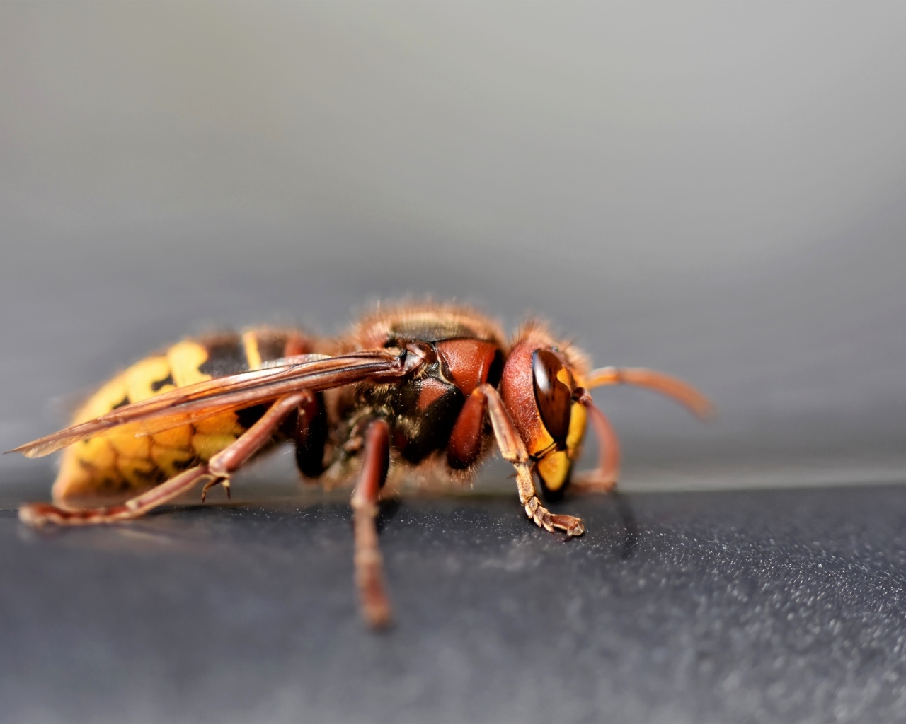 Оса крупным планом на сером фоне