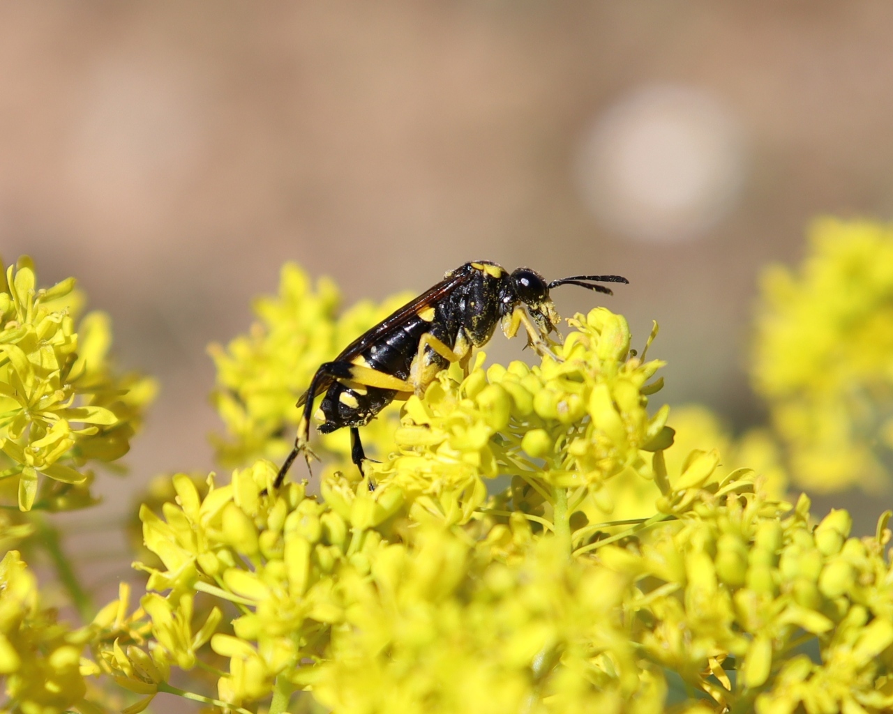 Оса сидит на желтом цветке