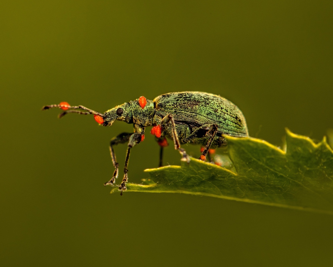Жук долгоносик сидит на листе