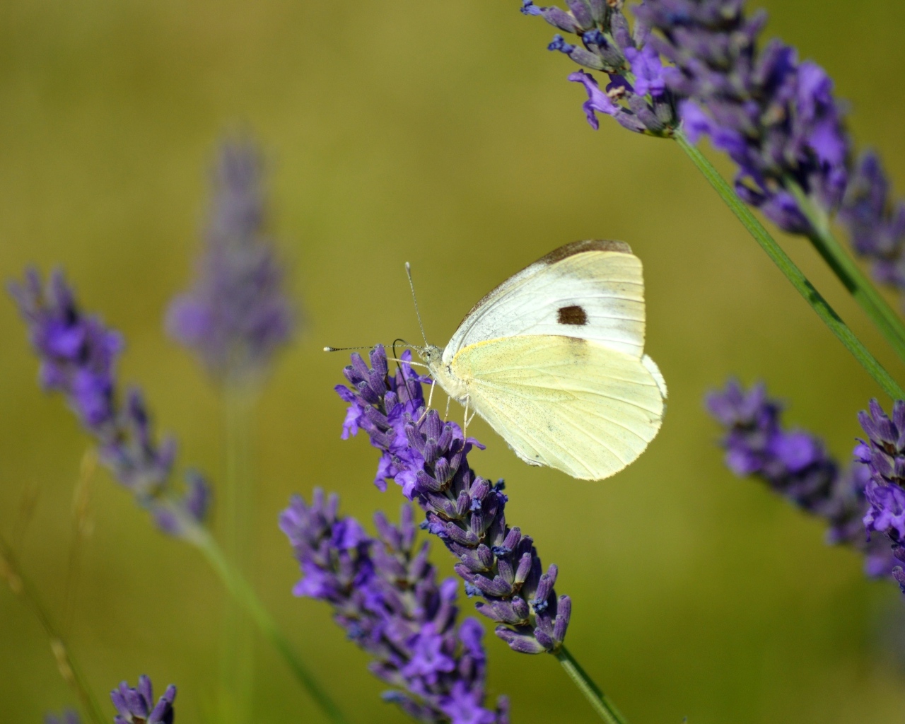 Белая бабочка сидит на цветке лаванды