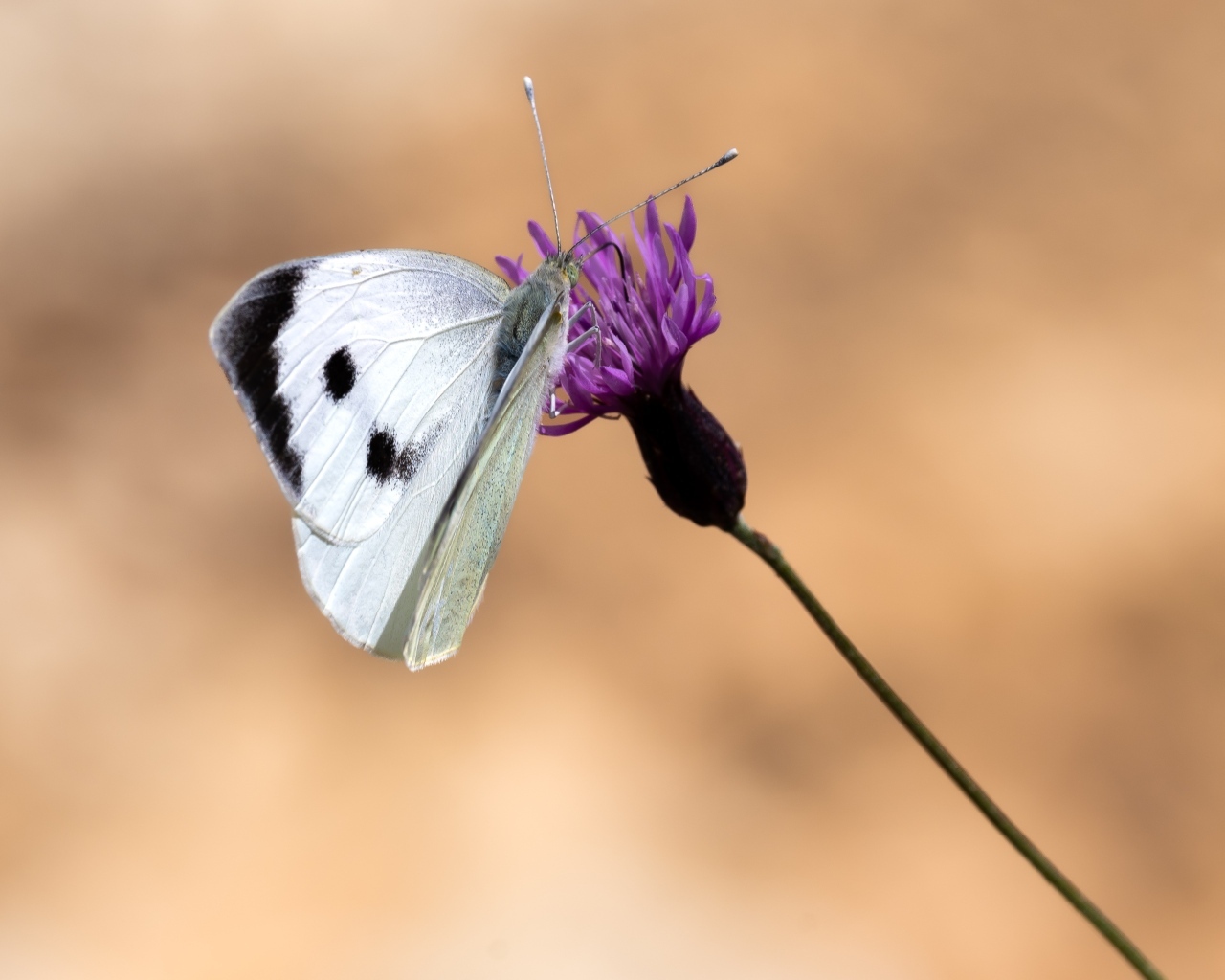 Белая бабочка сидит на цветке на коричневом фоне