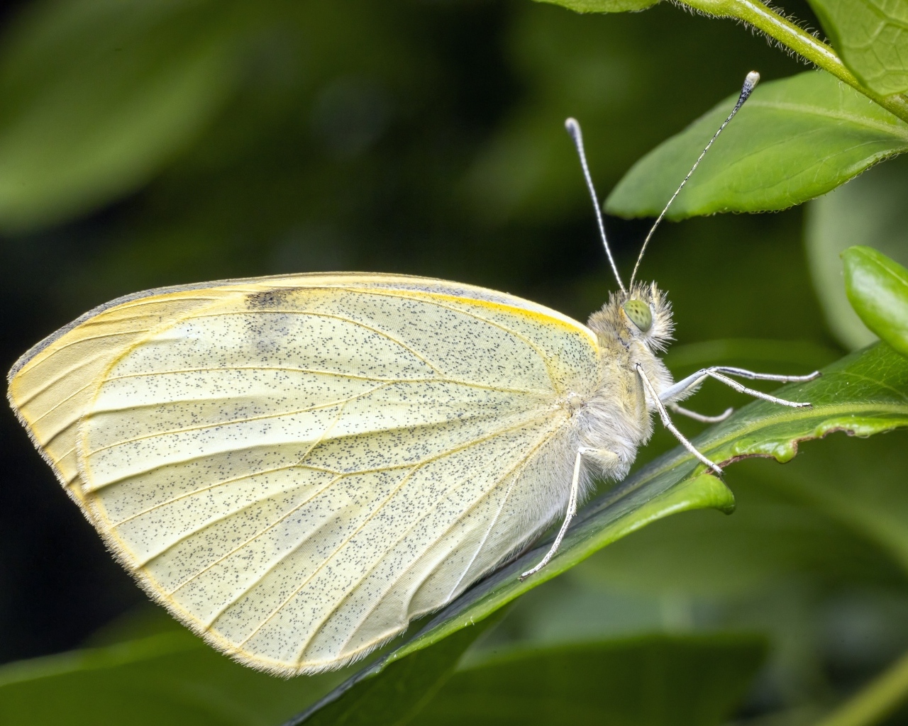 Белая бабочка сидит на зеленом листе