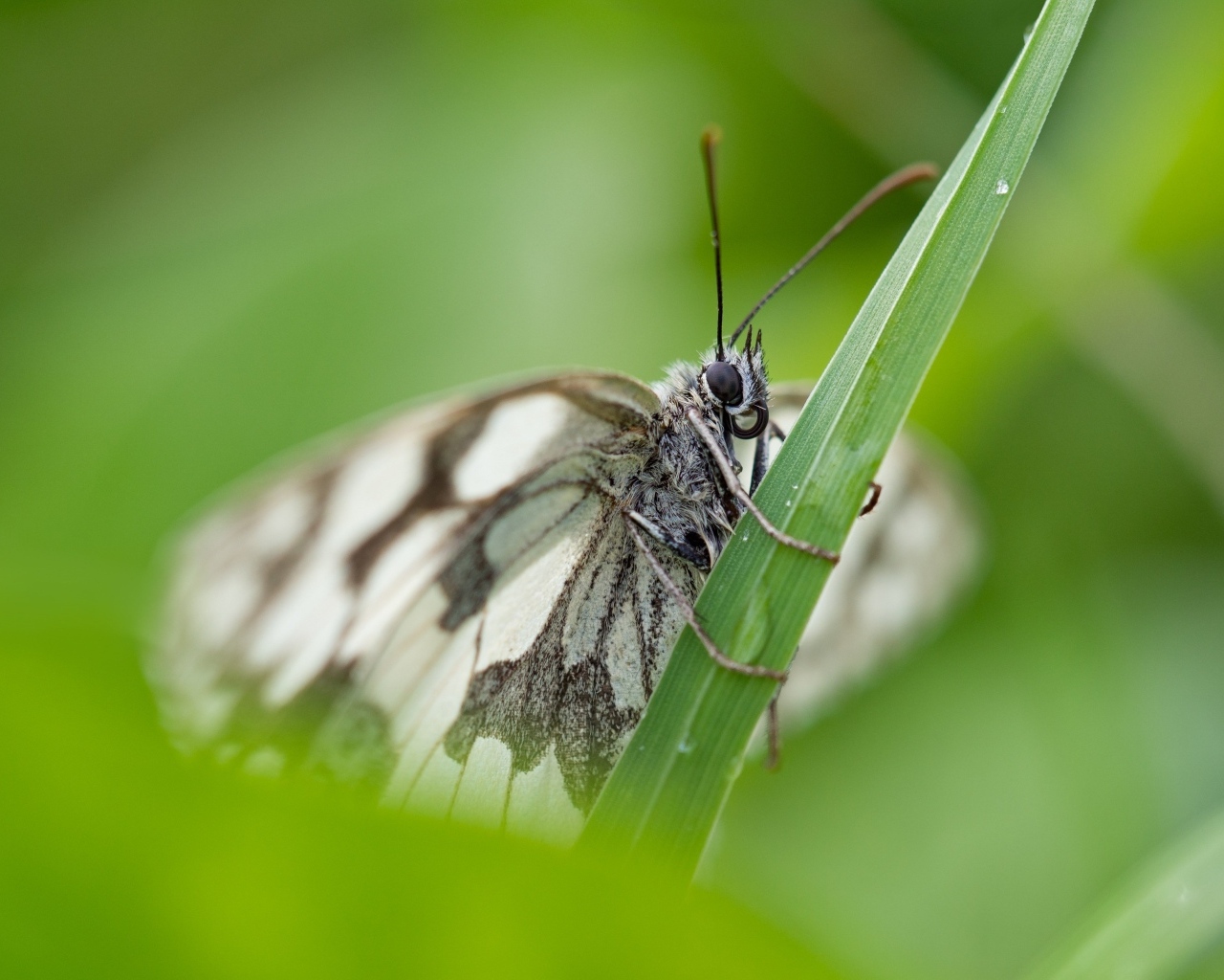 Белая бабочка сидит на зеленой траве