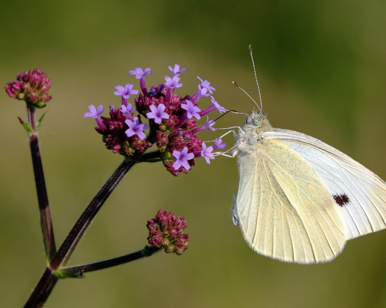 Белая бабочка капустница на цветке