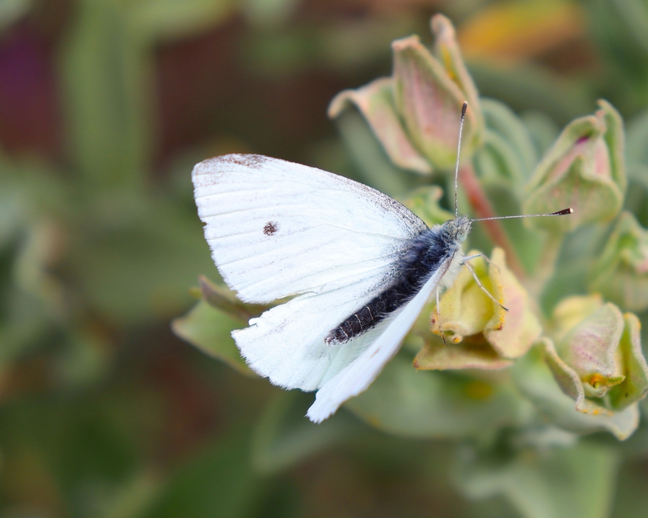 Белая бабочка капустница сидит на цветке