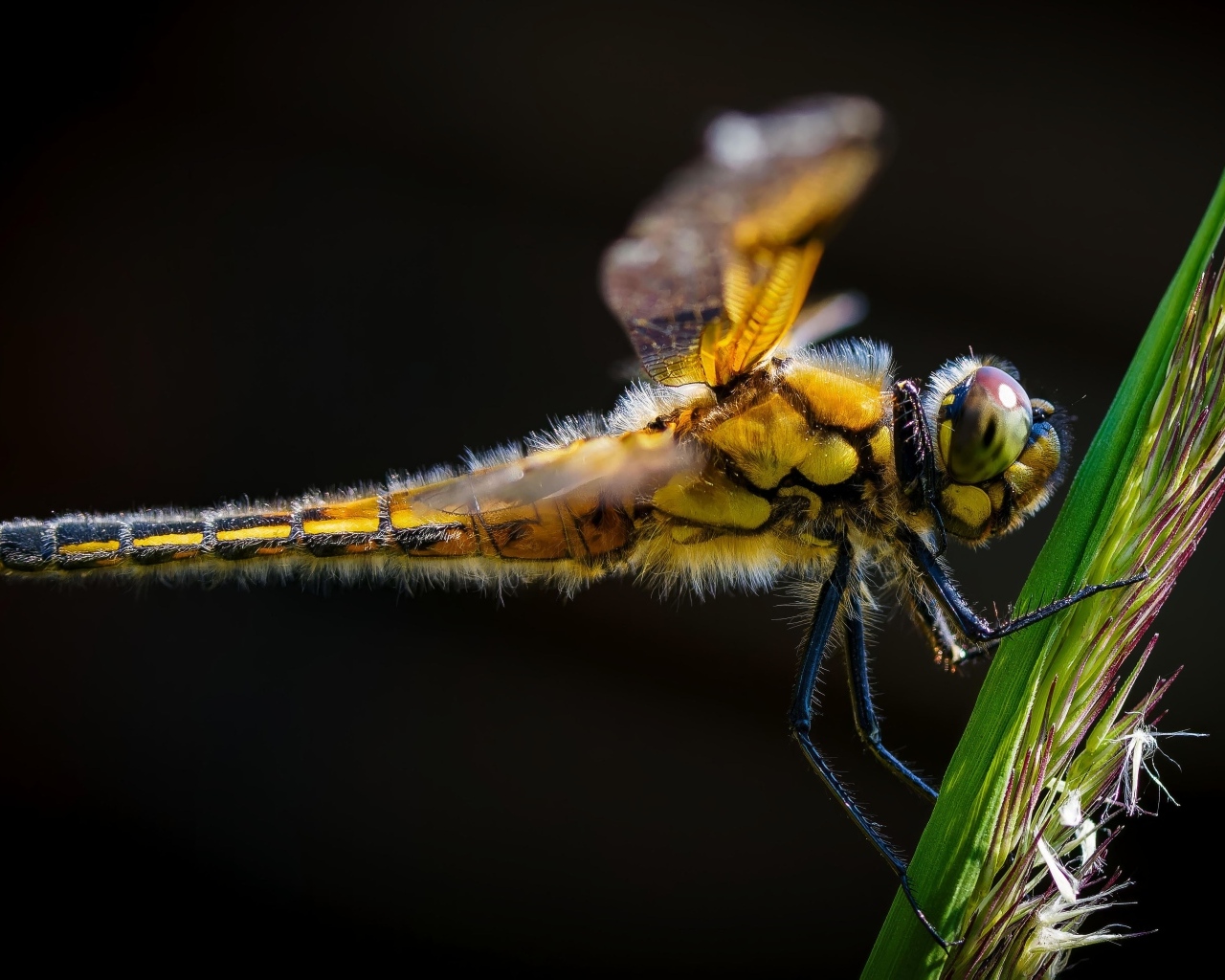 Желтая стрекоза за зеленом колоске на черном фоне