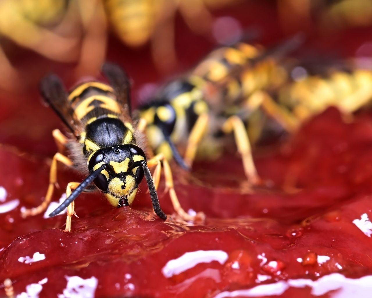 Желтые осы сидят на варенье