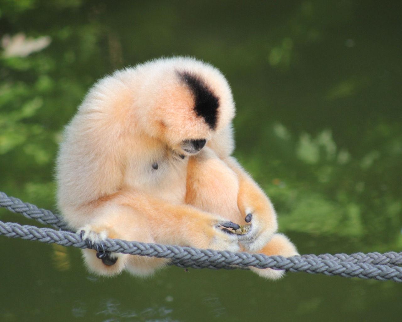 Большой гиббон сидит на канатах